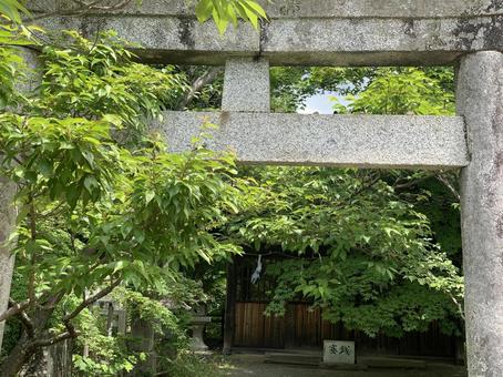 鳥居と新緑 鳥居と新緑 新緑,鳥居,緑の写真素材
