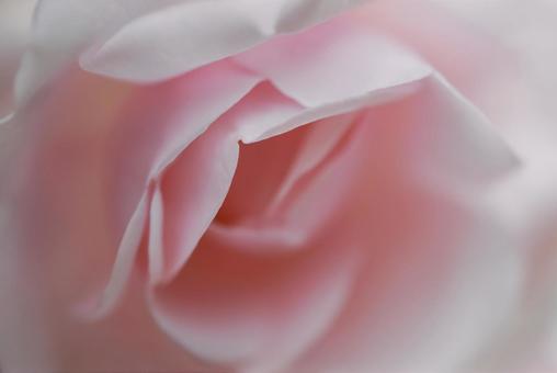 淡いピンクの薔薇の花 淡いピンクの薔薇の花の写真