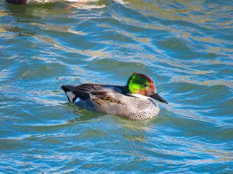 優雅に泳ぐヨシガモのオスの写真