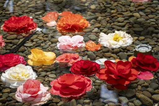 水面 花びら 水面,花びら,花の写真素材