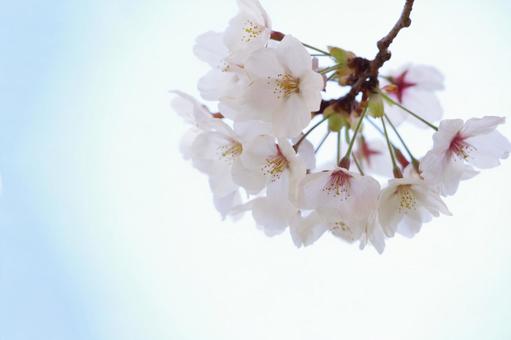 桜 桜,空,花見の写真素材