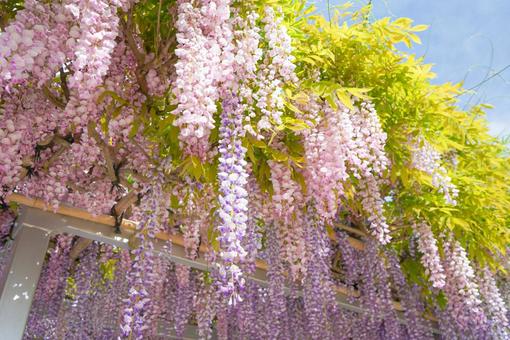 wisteria flowers, fuji, spring, image, JPG