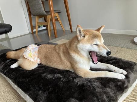 Photo, shiba inu, a dog, japanese dog, 