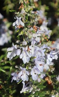 ロスマリヌス ローズマリー,花,flowerの写真素材