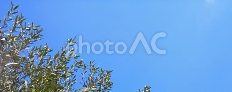 青空とオリーブの木 青空,空,青の写真素材