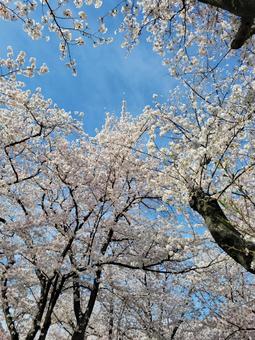桜満開 桜満開の写真