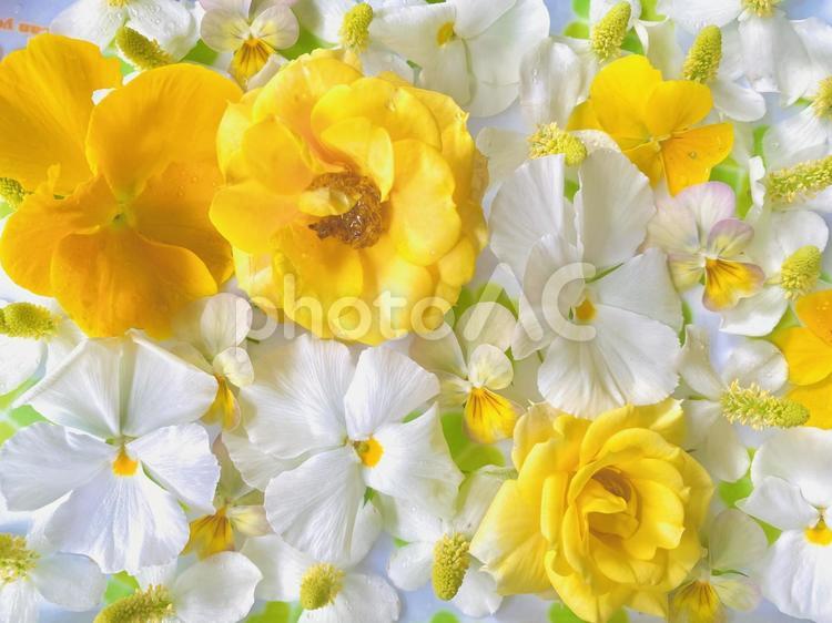 花の背景　白と黄色 花,フラワー,フラワーアレンジの写真素材