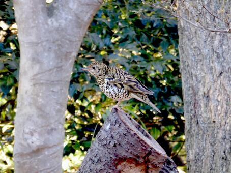 冬の林道脇で出会ったトラツグミ トラツグミ,鳥,野鳥の写真素材