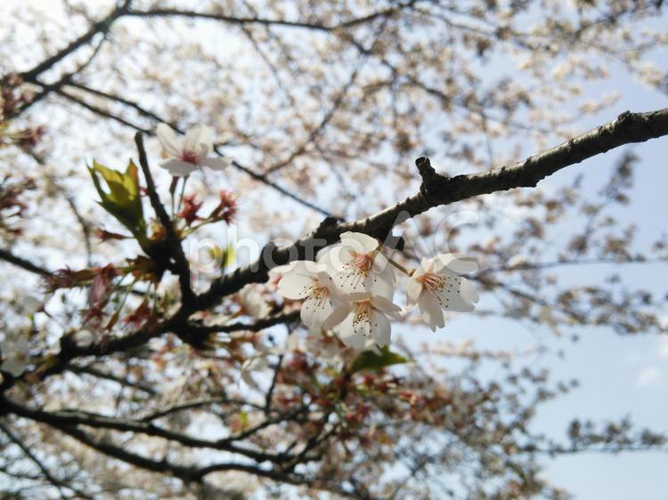 桜の花のアップと青空 桜,春,花見の写真素材