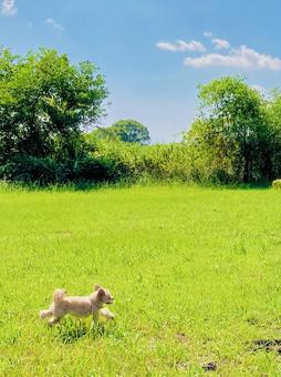 ドッグラン ドッグランの写真