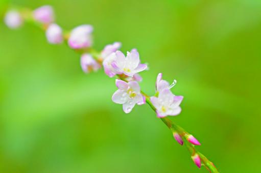 サクラタデ2 サクラタデ2 サクラタデ,自然,花の写真素材