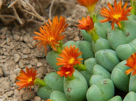 花園 コノフィツム,花,多肉植物の写真素材