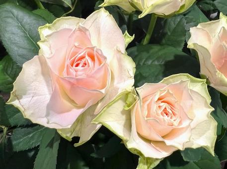 Rose, JPG Rose, JPG