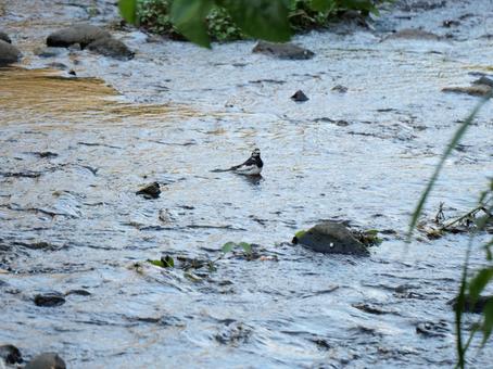 川遊びする野鳥 川遊びする野鳥 野鳥,鳥,バードの写真素材