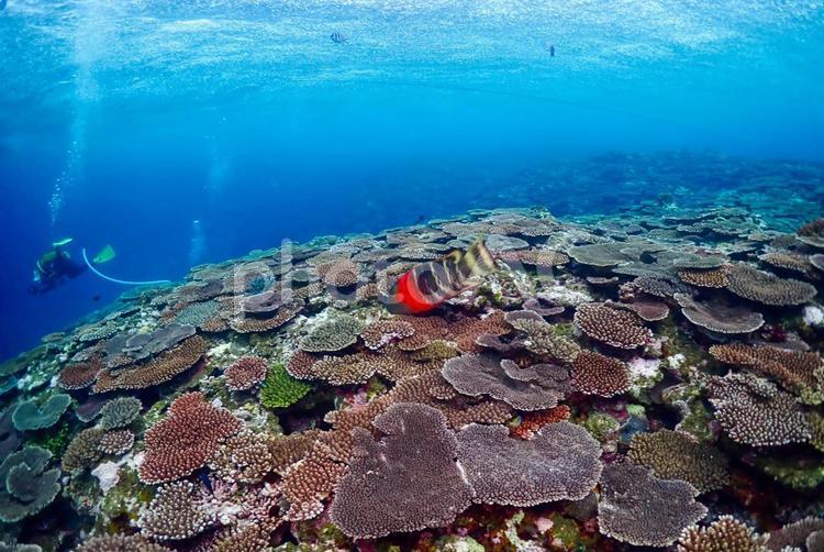 沖縄・石垣島　色とりどりのテーブル珊瑚礁 スキューバダイビング,ダイバー,水中写真の写真素材