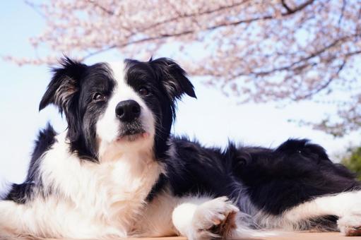 桜とボーダーコリー 桜,ボーダーコリー,シニア犬の写真素材