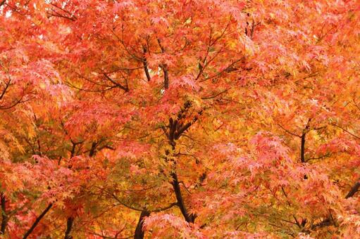 満開の紅葉 秋,赤,11月の写真素材