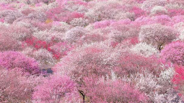 梅林園　春の景色 梅林園,春,梅の写真素材