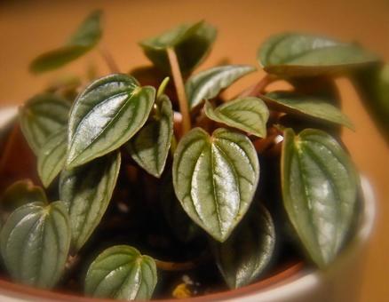 艷やかにの写真