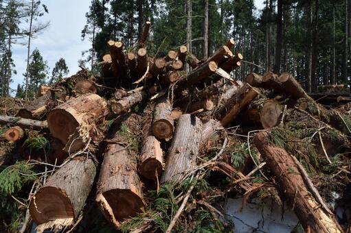 切り出された杉の丸太 山形県の森林 杉の丸太,丸太,杉の木の写真素材