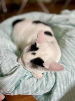 Photo, cat, tiny, a pet, 