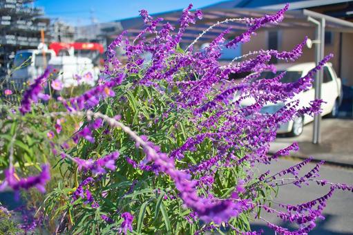 紫の花 紫の花の写真