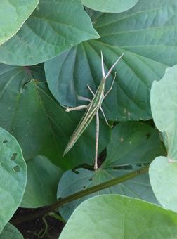 Short-horned grasshopper, JPG