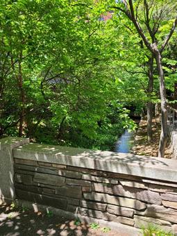新緑と小川 新緑と小川の写真