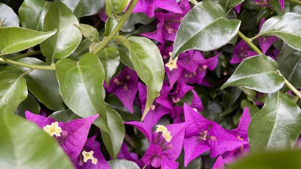 小花のガーデニング① 花,フラワー,ガーデニングの写真素材