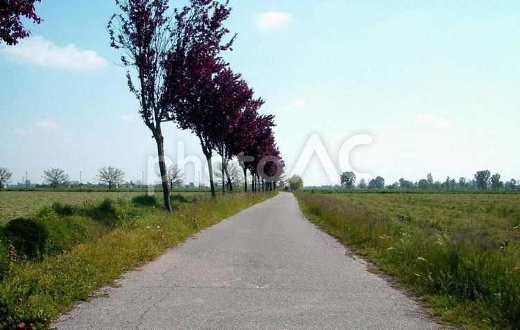  北イタリアの田園風景　散歩道　平野 イタリア,建築物,農業の写真素材
