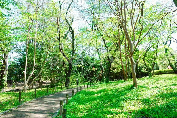 木漏れ日の道 木漏れ日,道,若葉の写真素材
