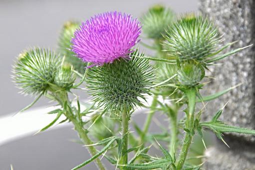 アメリカオニアザミ アメリカオニアザミ,亜米利加鬼薊,cirsiumの写真素材