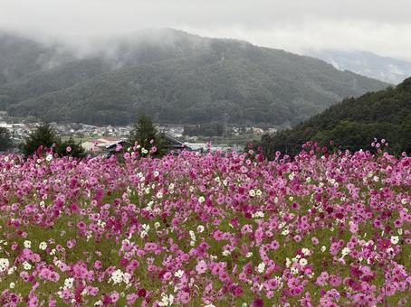 早朝のコスモスの写真