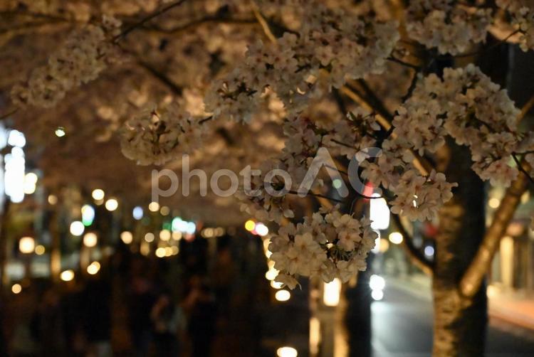 鎌倉　段葛　桜 鎌倉,段葛,桜の写真素材