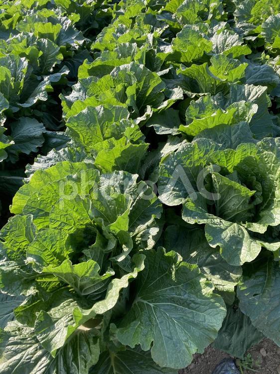 白菜　野菜　栽培　アップ　拡大 白菜,野菜,栽培の写真素材