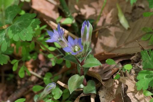 フデリンドウ フデリンドウ フデリンドウ,リンドウ,花の写真素材