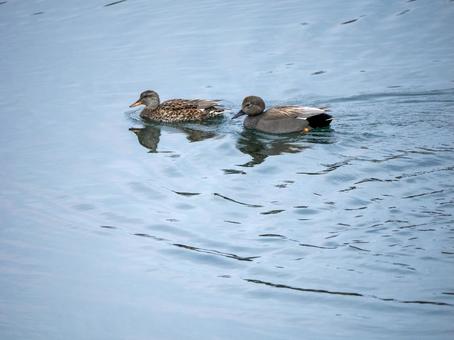A landscape with gadwalls, JPG