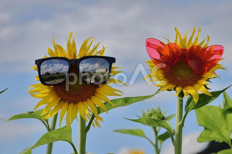 ひまわり畑のカップル04 ひまわり,畑,向日葵の写真素材