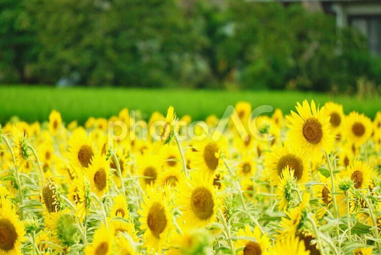【植物・花素材】向日葵（ヒマワリ） ヒマワリ,向日葵,夏の写真素材