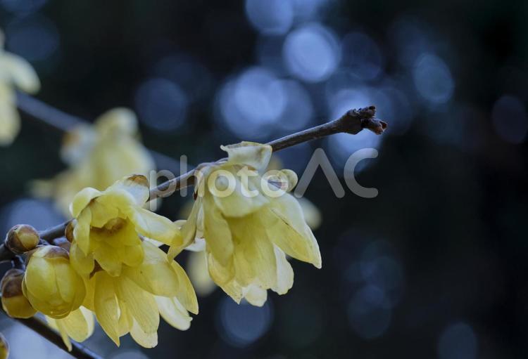冬の陽射しに映える蝋梅 風景,蝋梅,梅の写真素材
