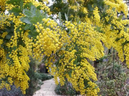 ミモザ・銀葉アカシアの咲く風景の写真