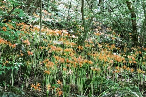 八幡岳のオオキツネノカミソリ 八幡岳のオオキツネノカミソリの写真