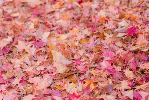 落ち葉の写真