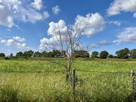 秋晴れのある日 秋晴れのある日 木,空,晴天の写真素材