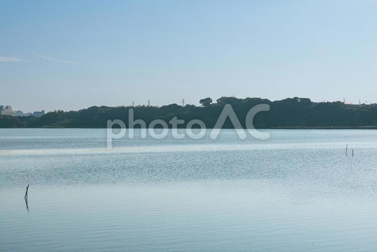 早朝の清々しい空気の佐鳴湖 佐鳴湖,湖,湖面の写真素材
