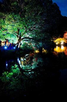 町田市薬師池公園のライトアップされた紅葉 ライトアップ,夜景,観光の写真素材