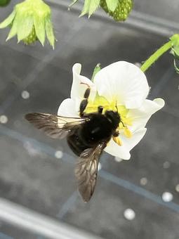 蜂 果物,春,苺の写真素材