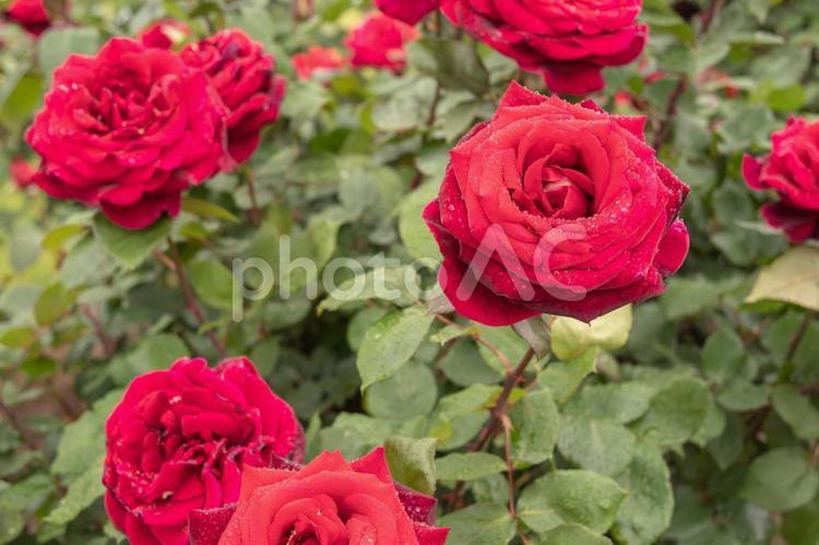 薔薇　３７　鮮やかな赤バラ 赤い,赤,あかの写真素材
