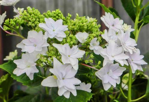 紫陽花の原種 紫陽花の原種の写真