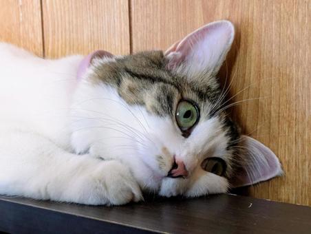 Relaxing cat, JPG
